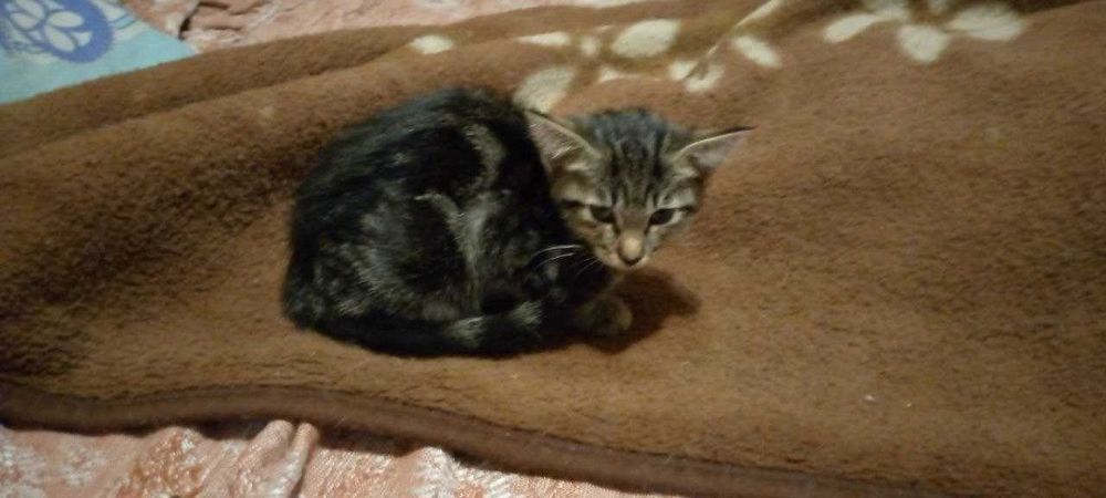 Отдам котят в добрые руки