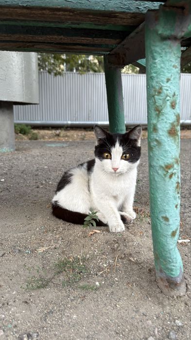 Кошечка ищет дом