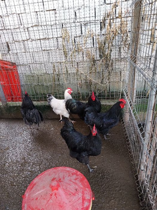 Cocosi australorp