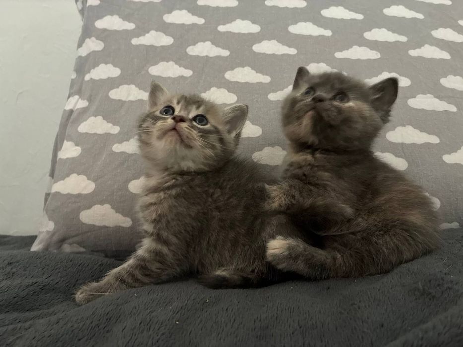 Британские котята