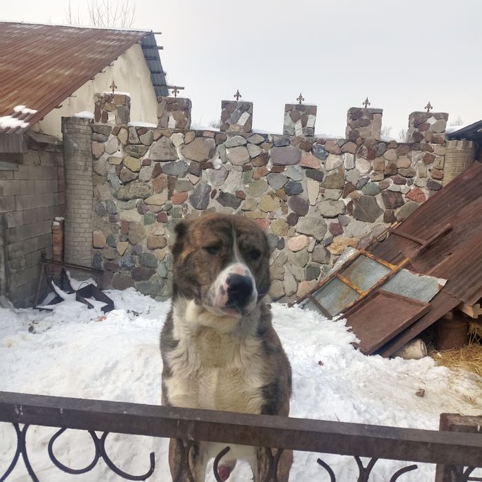 Продается Алабай в хорошие руки