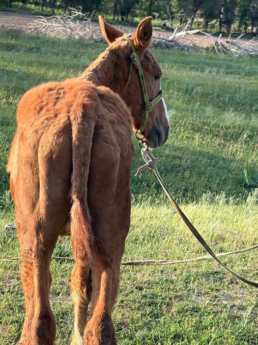 болашағы бар қасқа тай сатылады мінгі
