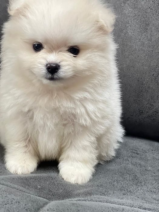 Продам красивых щенят