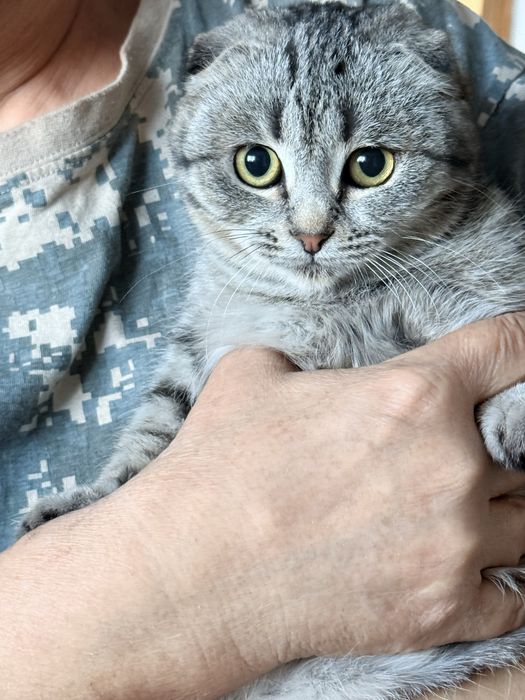 Котята в хорошие руки