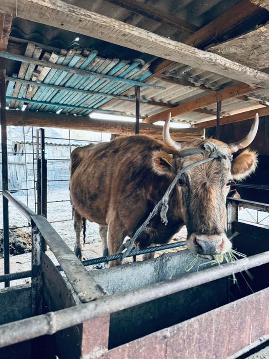 Корова продается Сиыр сатылады