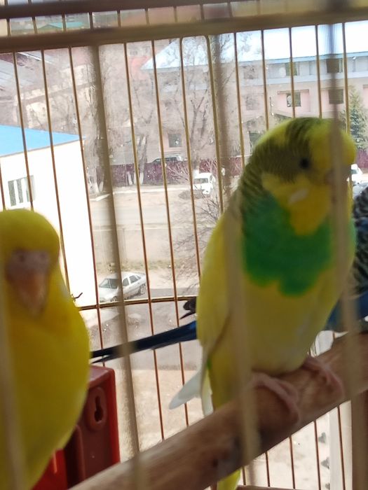 Продам 3 попугая с клеткой
