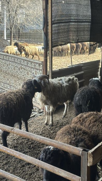 41 бас қошқар 1 жасар шаруа