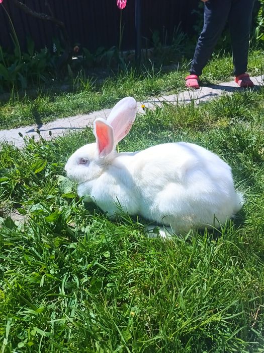 Iepuroaice de 1 an și 2 luni