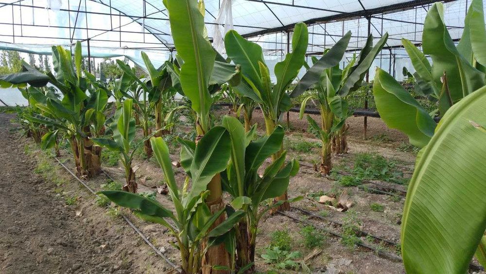 Саженцы банана Кавендиш, готовые к посадке