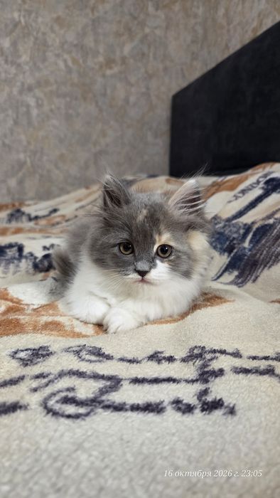 Котёнок девочка метиска