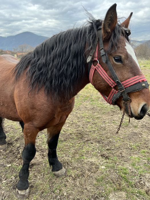 Armasar semigreu romanesc