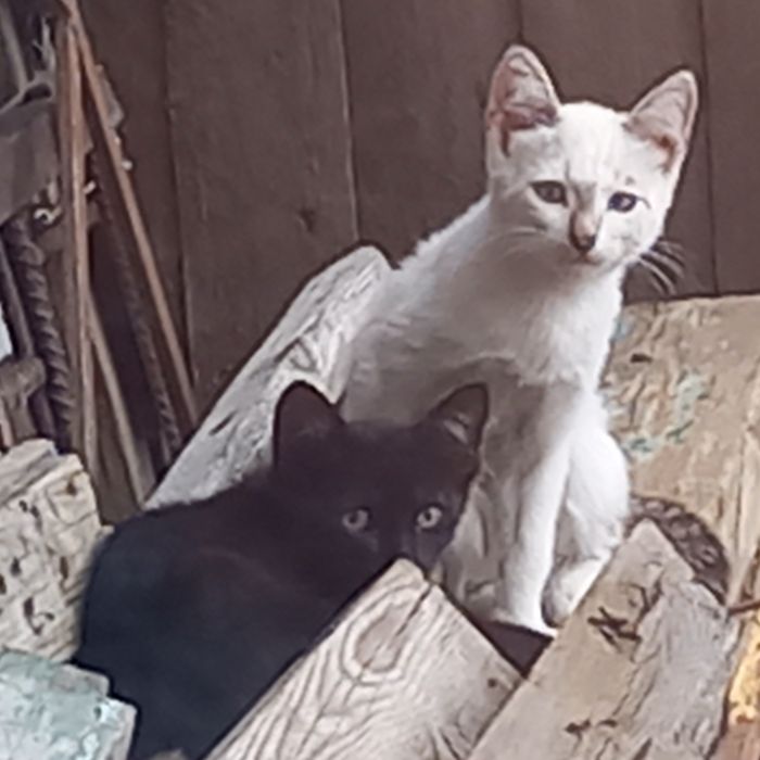 Отдам котят 1.5 месц