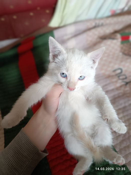 Котята ,продаем в хорошие руки