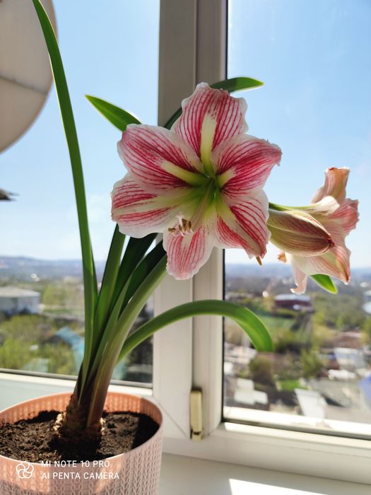 Гиппеаструм комнатный