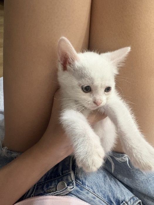 Отдам котенка 2,5 месяца