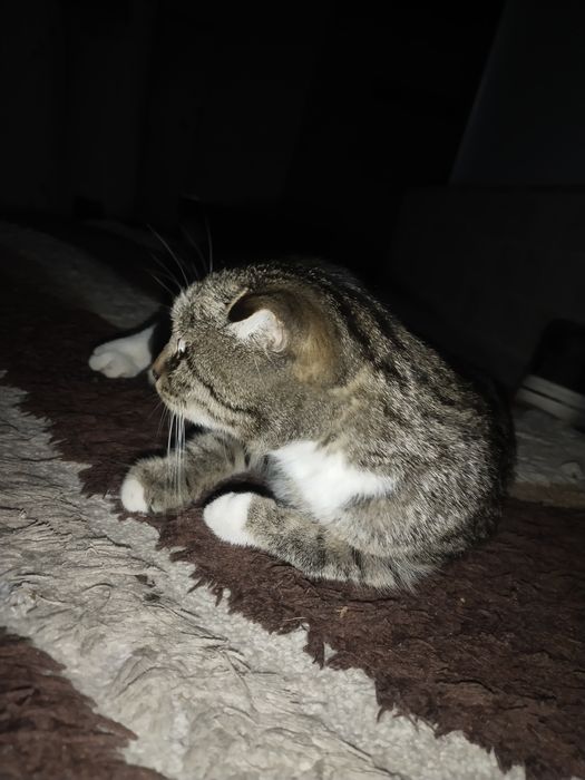Американский кошка 1 год девочка