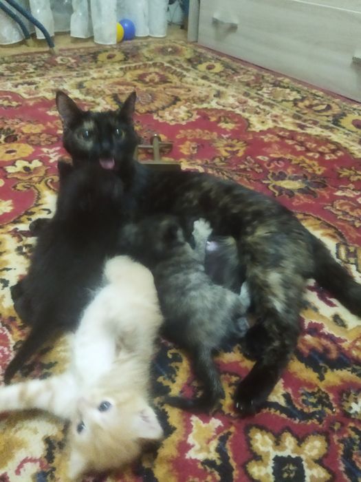 Отдам кошек в добрые руки