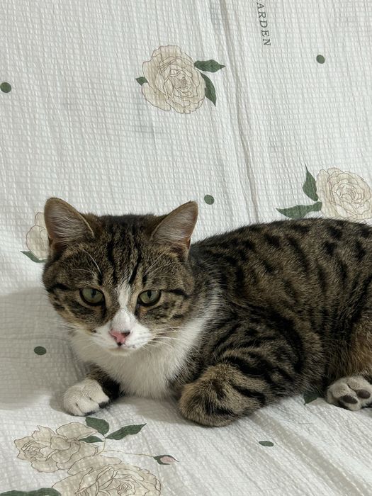 Отдам кота в добрые руки
