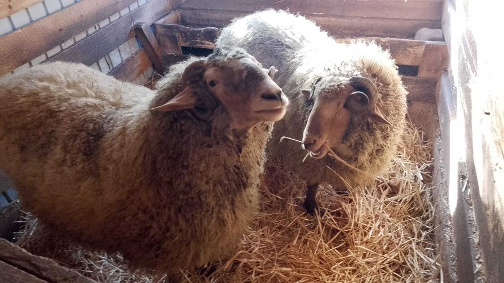 Vand berbeci de prasila tigae ruginie cap negru german si carabas.