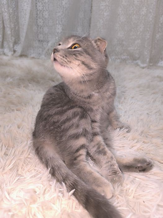 Отдам кошку, вислоухая