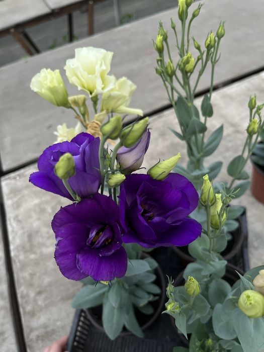 Саженцы эустомы , ирланская роза