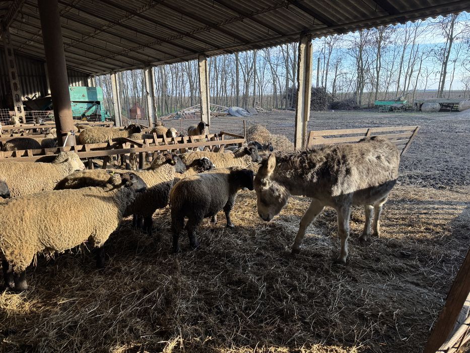 Oi suffolk 60 de Buc