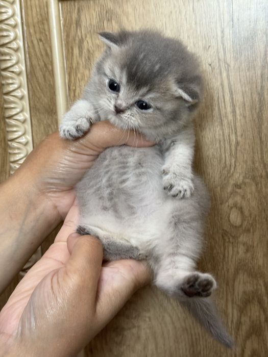 britanskiy toza qon mushuk mushukcha британский котенок britain kitten