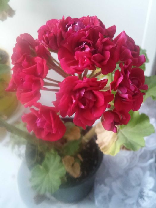 герань плющелистная с бутонами