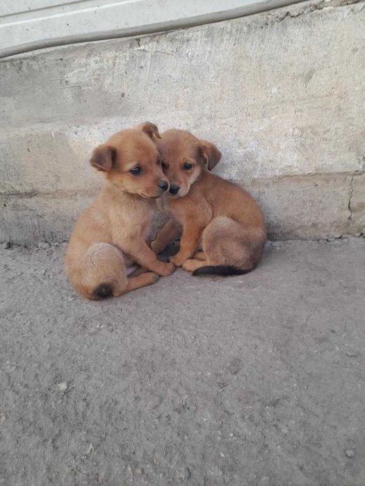 adopta un catel jucaus