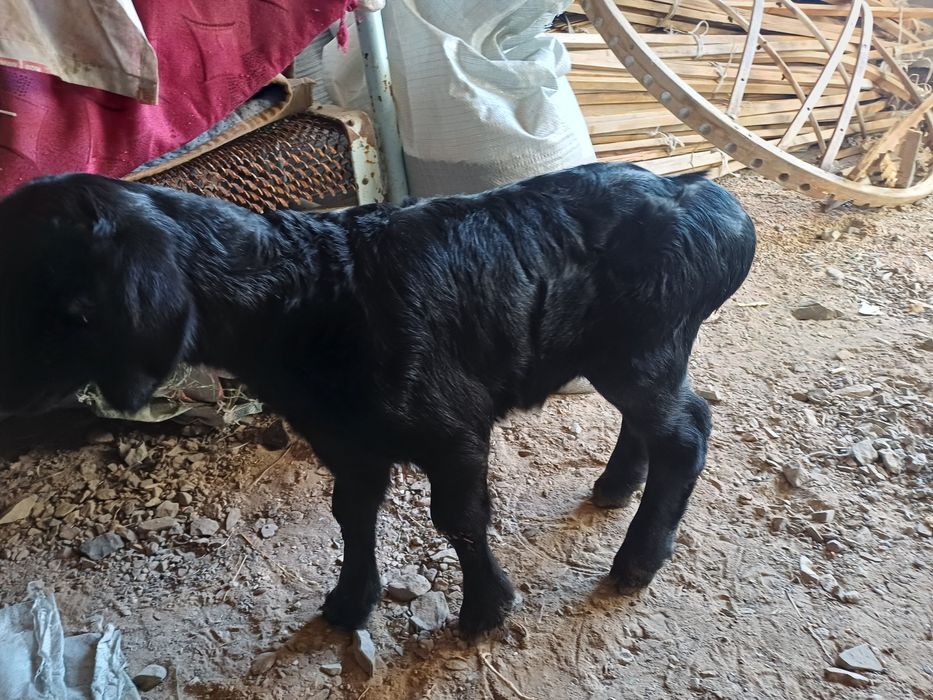 Гиссар қошқар сатылады