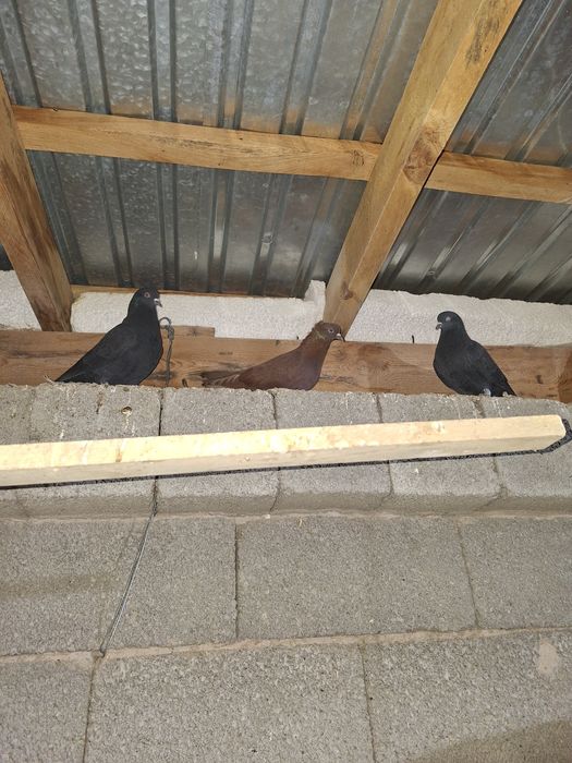 Продаётся бакинеские