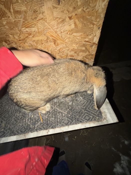 Iepuri berbec german