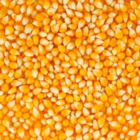Кукуруза кормовая (фуражная)