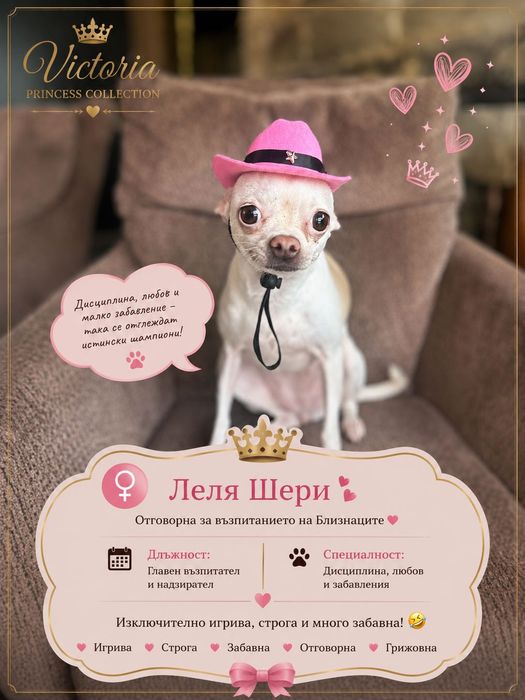 Чистокръвни мини Чихуахуа