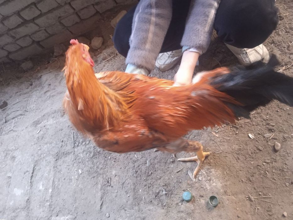 Kulangi xoʻrozlar sotiladi