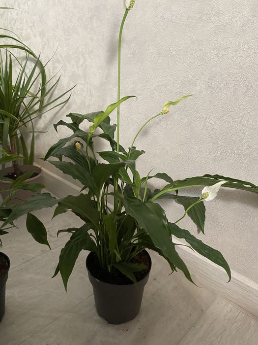 Комнатные цветы