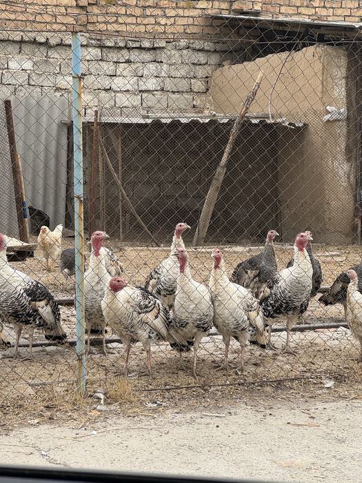 Kurka индюк sotiladi, soyib ham beramiz