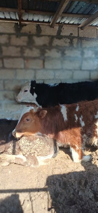 Баспактар сатылады 400 000 тг .