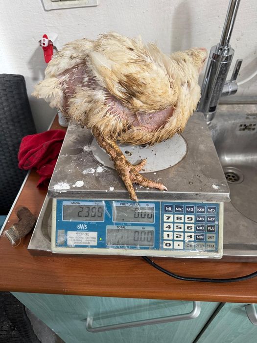 Vând pui de carne mari