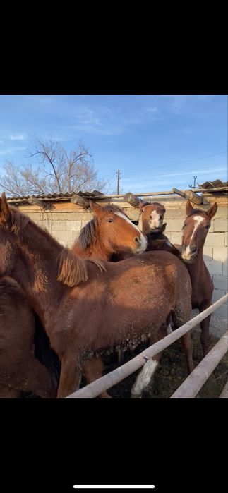 Соғым құнаншығар|Полторашки