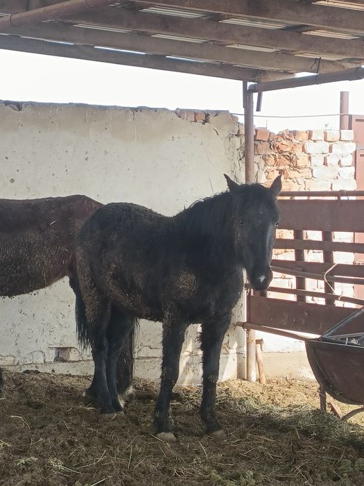 Дөнежін байталдар