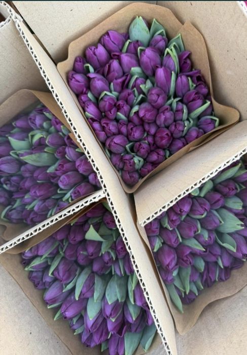 Продам тюльпаны.