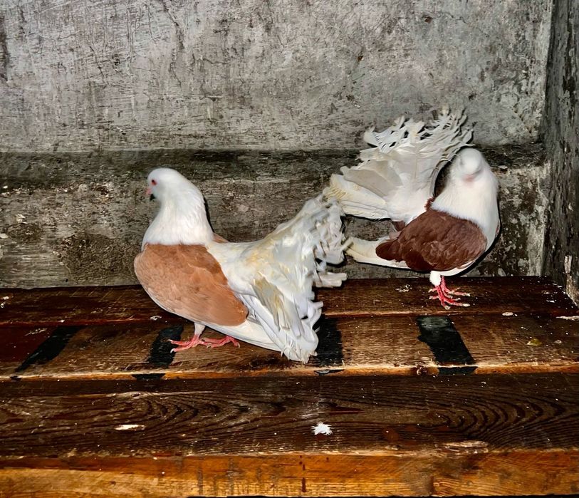 Продам голубей павлиноа