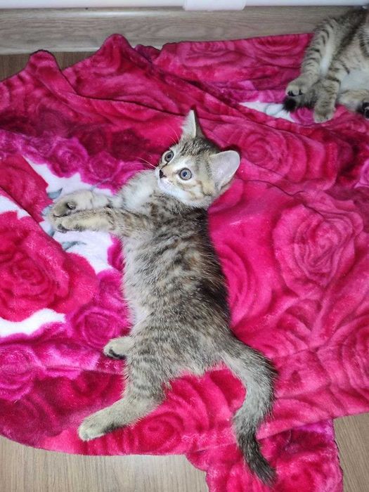 Отдам милых котят