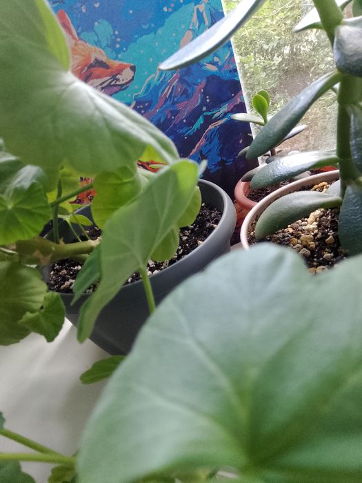 Готовая картина по номерам