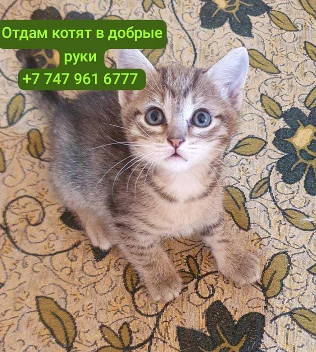 Отдам породистых и просто красивых котят разных по возрасту.