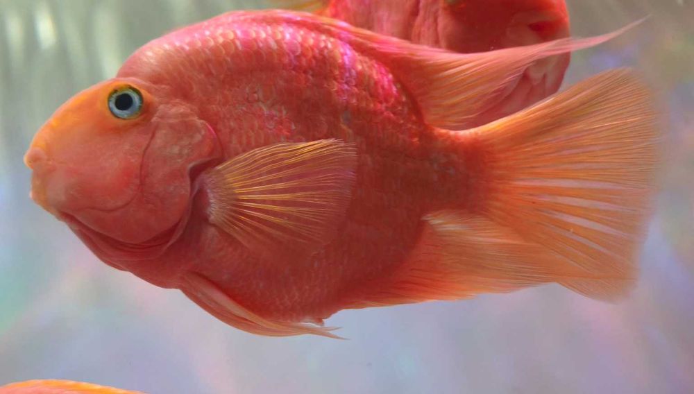 Blood Parrot Cichlid – 3 exemplare mari, sănătoase (lot)