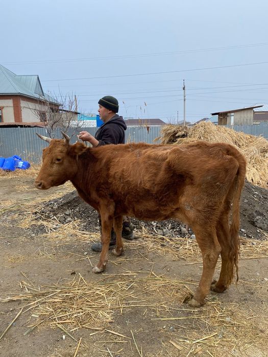 Сауын сиыр жуас 2 туған