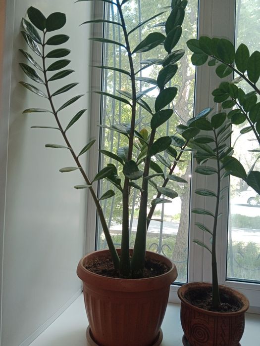 Продам замиакулькас