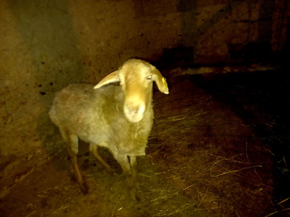 Срочно. Продаётся баран/овца. Кой сатылады